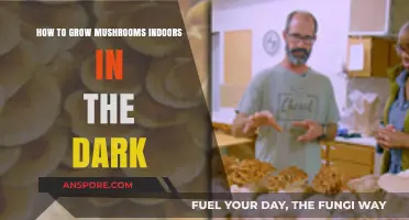 Mastering Indoor Mushroom Cultivation: Growing in Complete Darkness