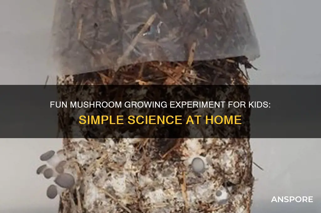 how to grow mushrooms kids science experiment