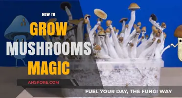 Mastering the Art of Growing Magic Mushrooms at Home
