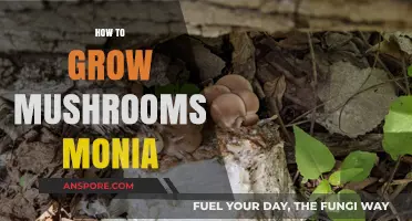 Mastering Mushroom Cultivation: A Guide to Growing Monia at Home