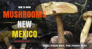 Growing Mushrooms in New Mexico: A Beginner's Guide to Success
