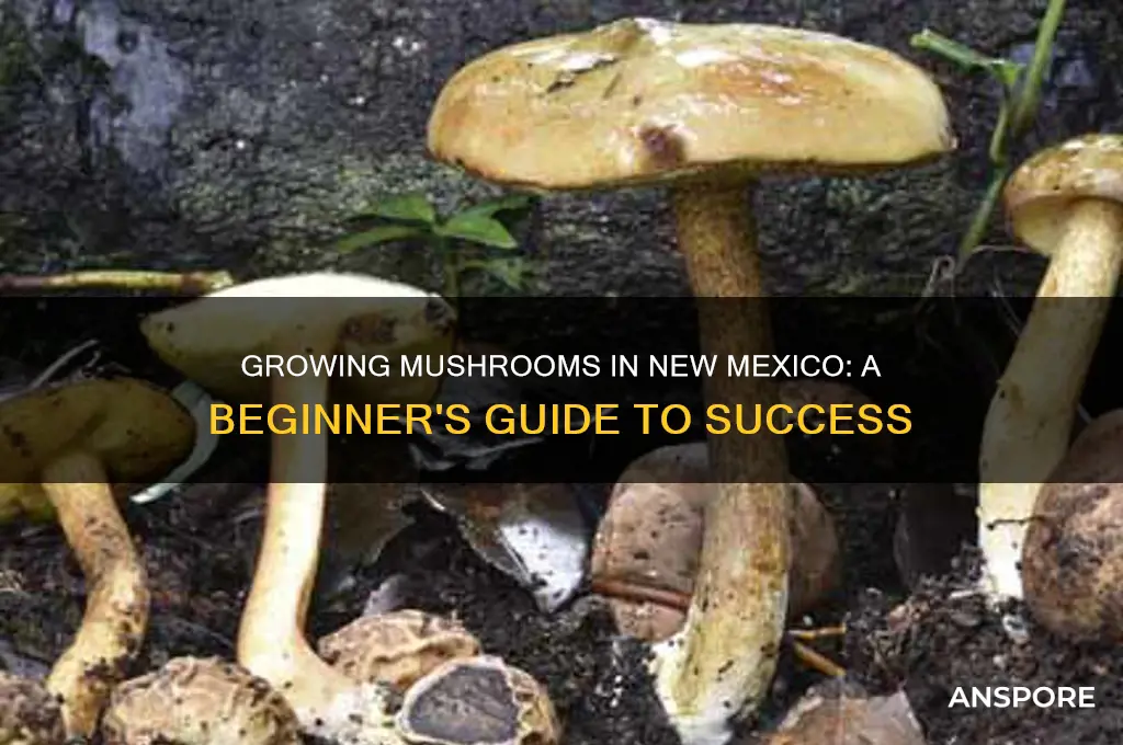 how to grow mushrooms new mexico