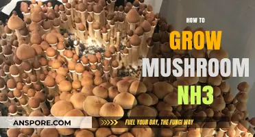 Mastering Mushroom Cultivation: NH3 Techniques for Bountiful Harvests