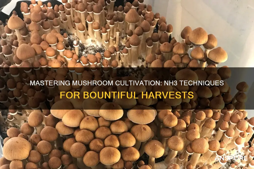 how to grow mushrooms nh3