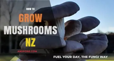 Master Mushroom Growing in NZ: A Beginner's Step-by-Step Guide