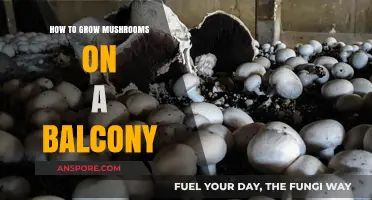 Balcony Mushroom Farming: A Beginner's Guide to Urban Fungus Cultivation