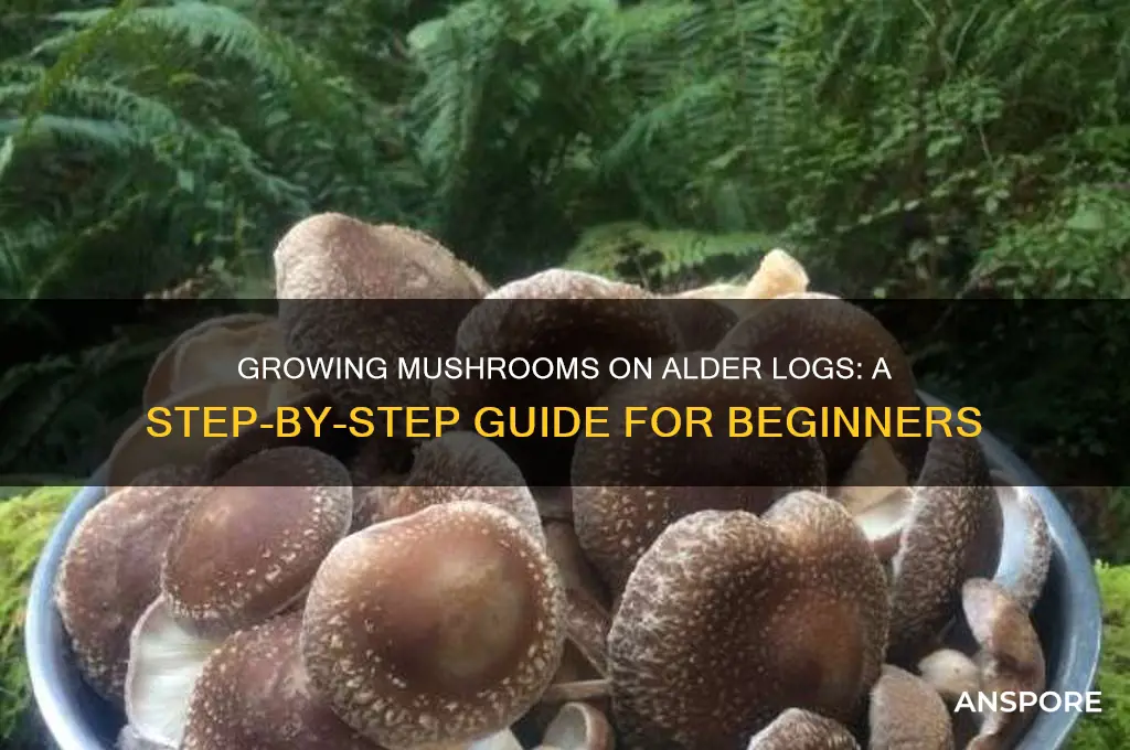 how to grow mushrooms on alder logs