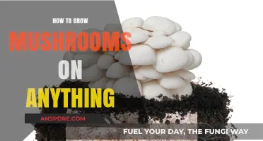 Master Mushroom Cultivation: Grow Mushrooms on Any Substrate Easily