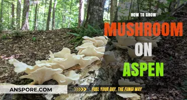 Growing Mushrooms on Aspen: A Step-by-Step Cultivation Guide