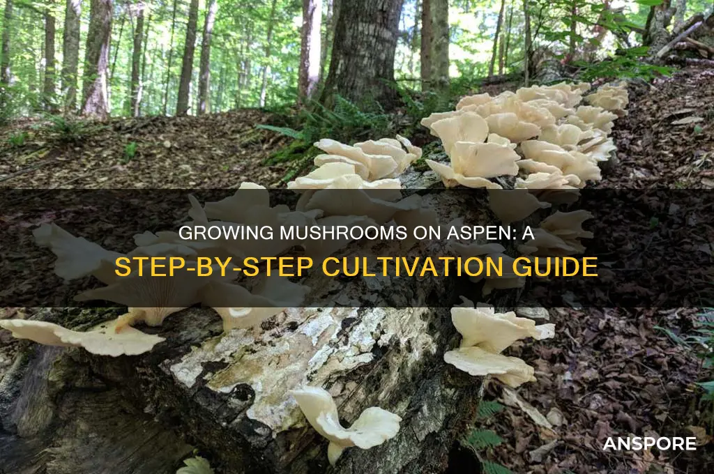 how to grow mushrooms on aspen