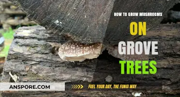 Growing Mushrooms on Grove Trees: A Step-by-Step Cultivation Guide