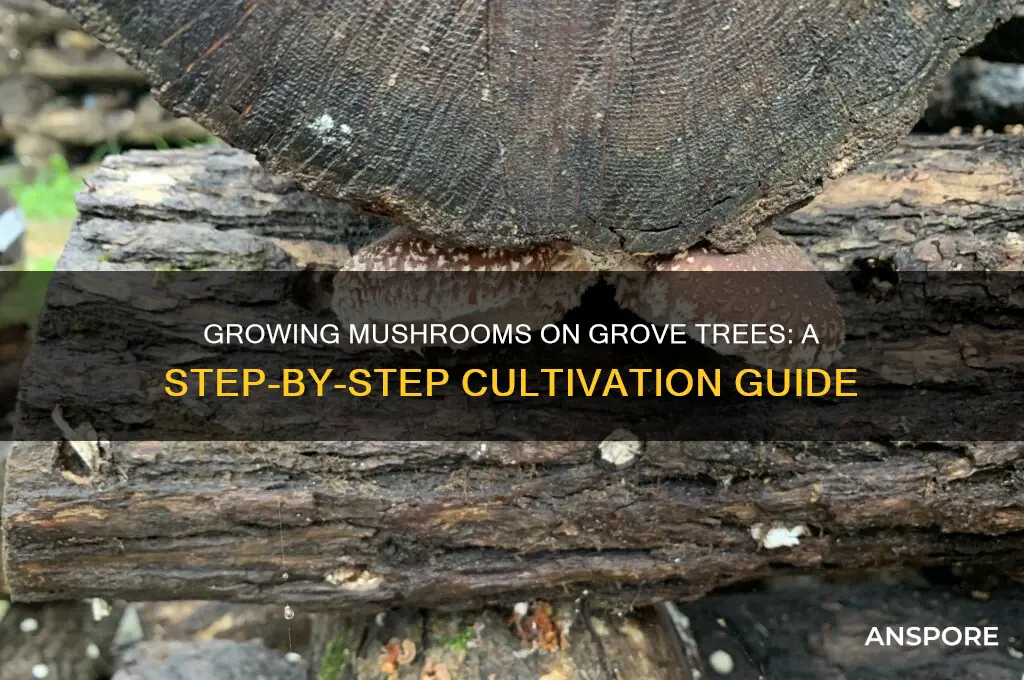 how to grow mushrooms on grove trees