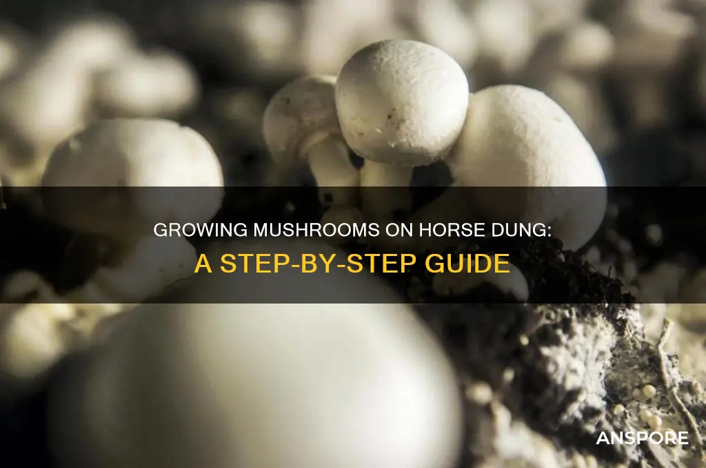 how to grow mushrooms on horse dung