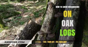 Mastering Oak Log Cultivation: A Guide to Growing Mushrooms at Home