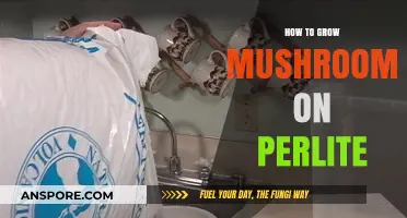 Growing Mushrooms on Perlite: A Simple Step-by-Step Guide