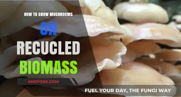 Sustainable Mushroom Cultivation: Growing Fungi on Recycled Biomass