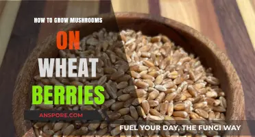 Growing Mushrooms on Wheat Berries: A Simple Step-by-Step Guide