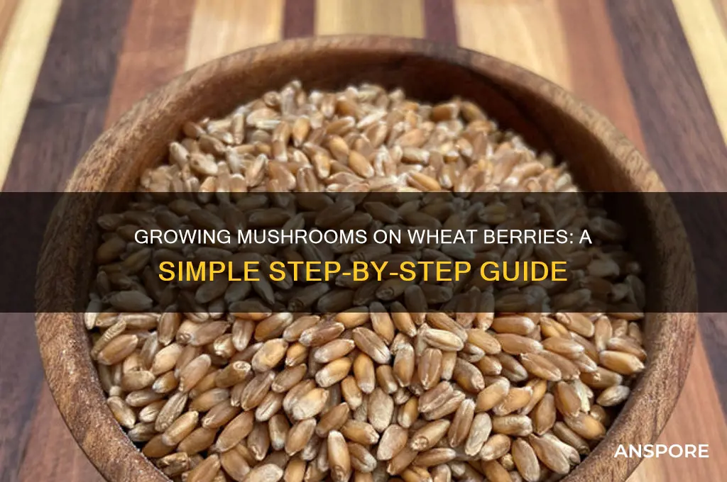 how to grow mushrooms on wheat berries