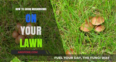 Transform Your Lawn: A Beginner’s Guide to Growing Mushrooms at Home