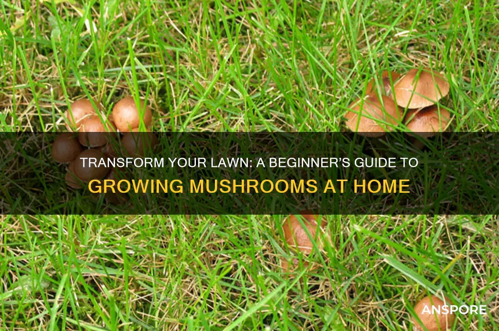 how to grow mushrooms on your lawn