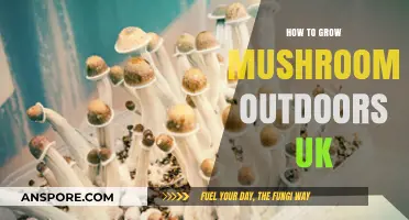 Growing Mushrooms Outdoors in the UK: A Beginner's Guide