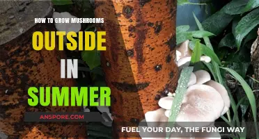 Summer Mushroom Cultivation: Outdoor Growing Tips for Abundant Harvests