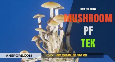 Mastering PF Tek: A Step-by-Step Guide to Growing Mushrooms at Home