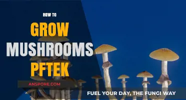 Mastering PF Tek: A Step-by-Step Guide to Growing Mushrooms at Home