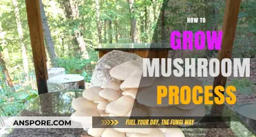 Mastering Mushroom Cultivation: A Step-by-Step Guide to Growing Mushrooms