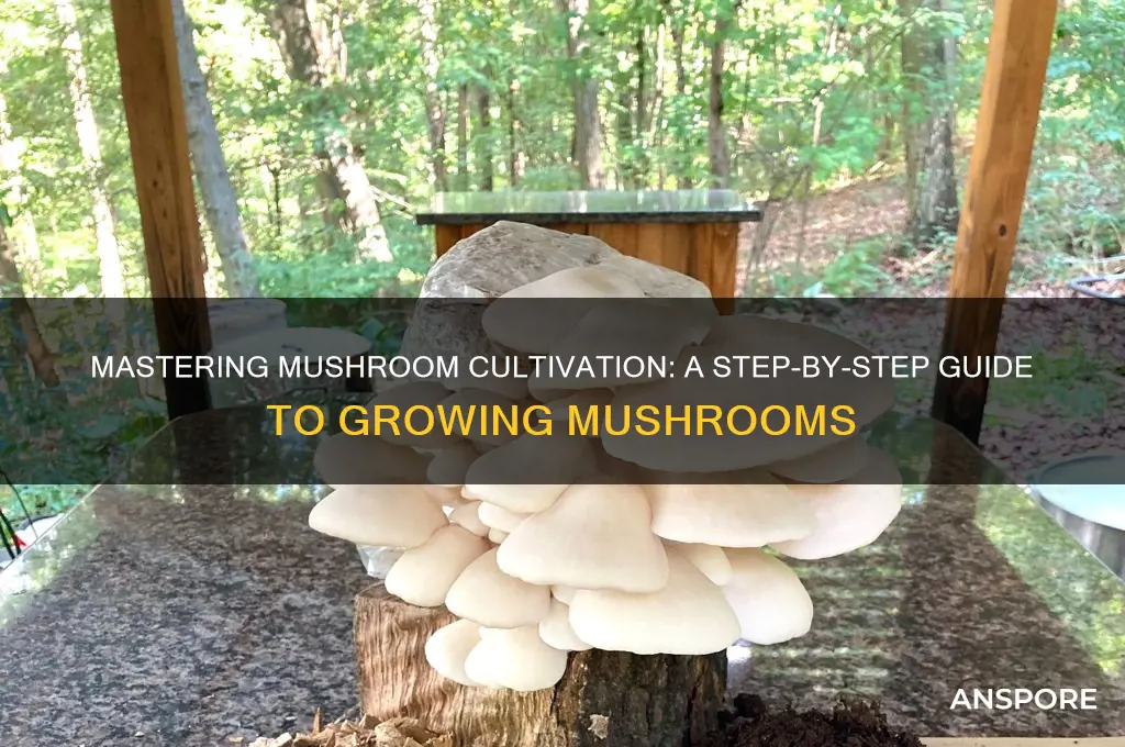 how to grow mushrooms process