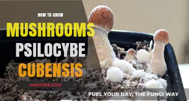 Mastering Psilocybe Cubensis: A Beginner's Guide to Growing Mushrooms