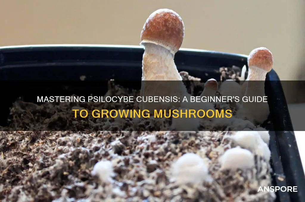 how to grow mushrooms psilocybe cubensis