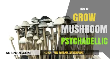 Cultivating Psychedelic Mushrooms: A Comprehensive Guide to Safe Growth