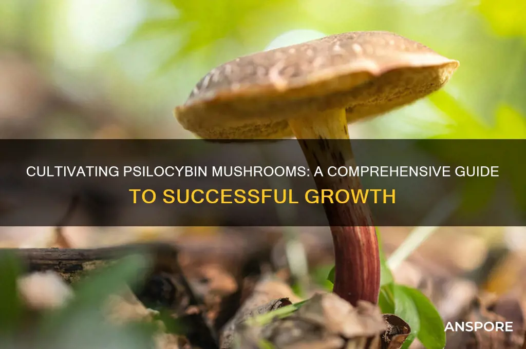 how to grow mushrooms psyilocybin