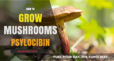 Mastering Psilocybin Mushroom Cultivation: A Comprehensive Step-by-Step Guide