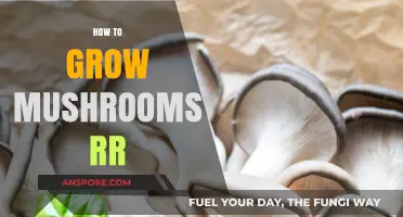 Mastering Mushroom Cultivation: A Step-by-Step Guide to Growing Oyster Mushrooms