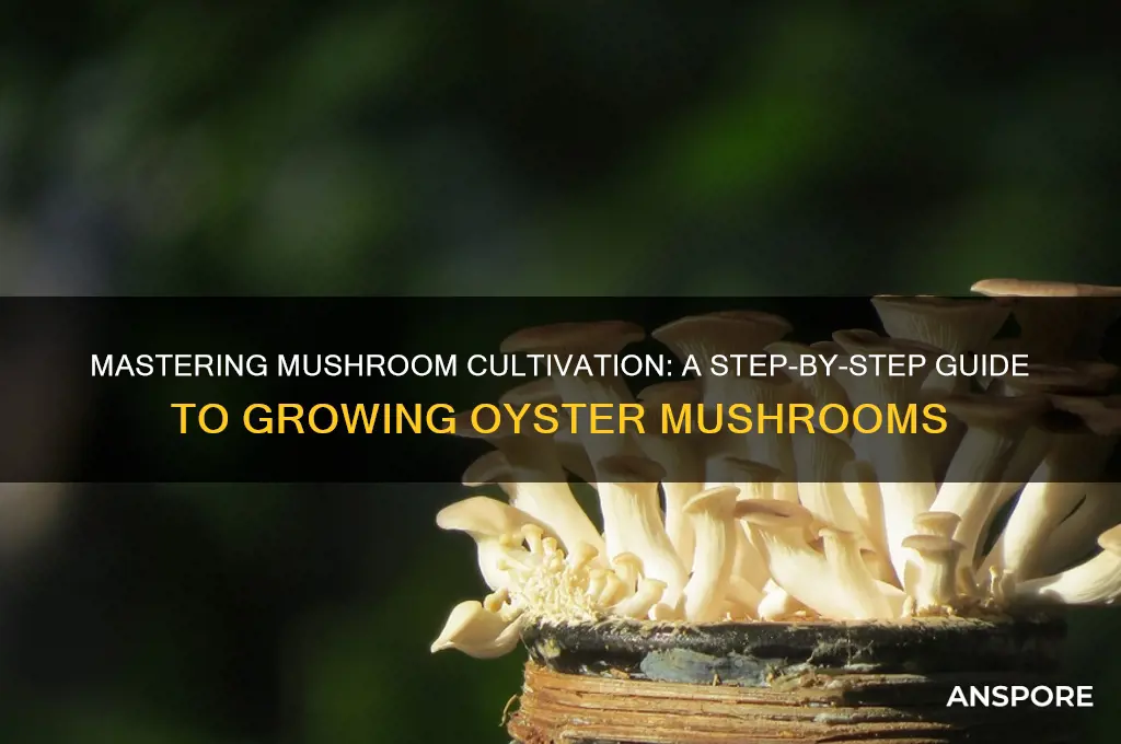 how to grow mushrooms rr
