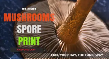 Mastering Mushroom Cultivation: A Guide to Growing Spore Prints