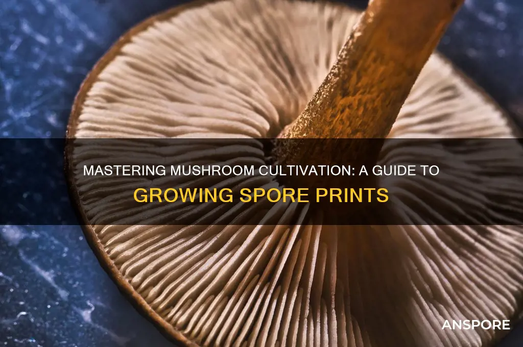 how to grow mushrooms spore print