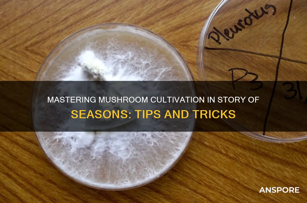 how to grow mushrooms story of seasons