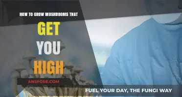 Cultivating Psychedelic Mushrooms: A Comprehensive Guide to Growing Magic Fungi