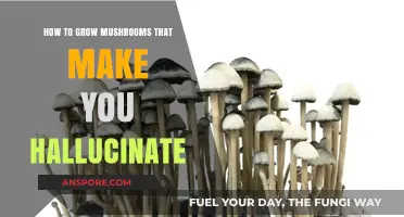 Cultivating Psychedelic Mushrooms: A Guide to Hallucinogenic Mushroom Growth