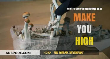 Cultivating Psychedelic Mushrooms: A Guide to Growing Your Own High