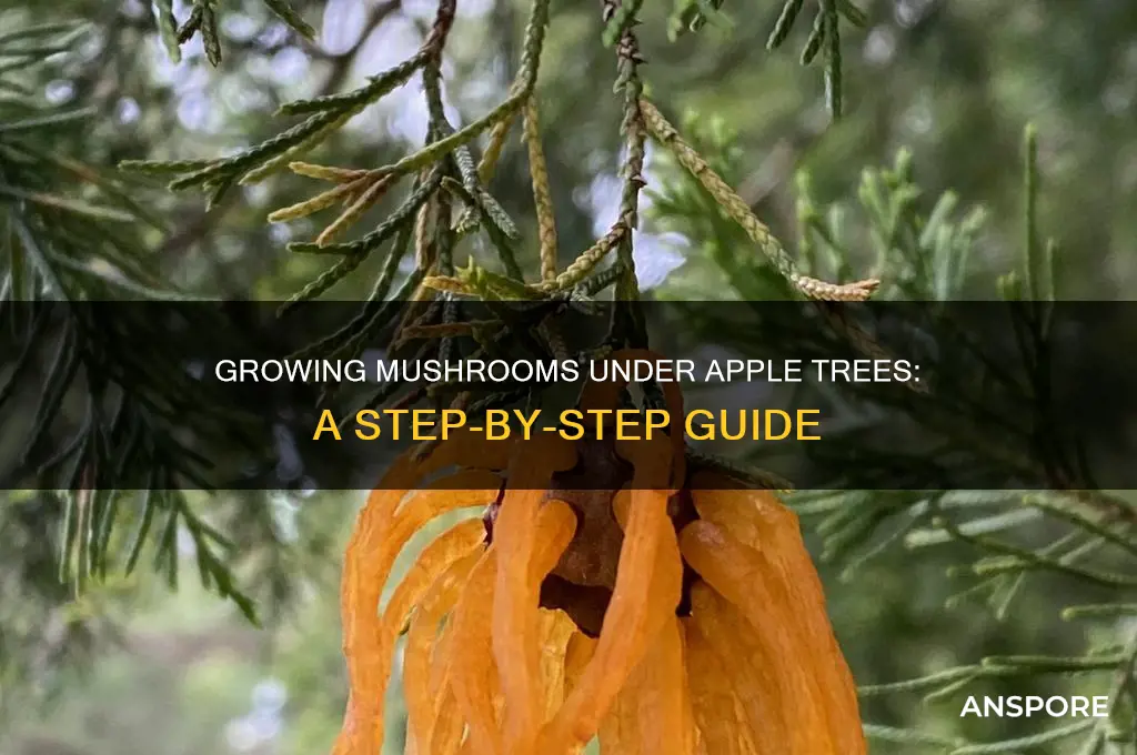 how to grow mushrooms under apple tree