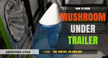 Growing Mushrooms Under Trailers: A Creative Space-Saving Cultivation Guide