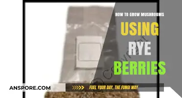 Master Mushroom Cultivation: Growing Mushrooms with Rye Berries