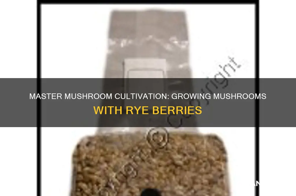 how to grow mushrooms using rye berries