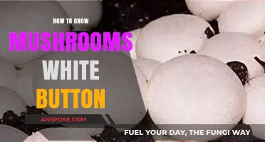 Mastering White Button Mushroom Cultivation: A Beginner's Step-by-Step Guide