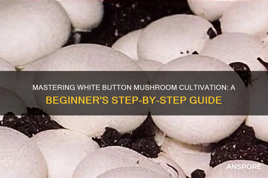how to grow mushrooms white button