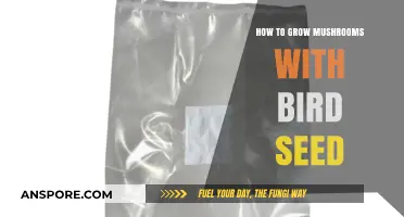 Growing Mushrooms with Bird Seed: A Simple Step-by-Step Guide